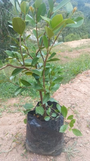 GUAYABO